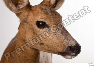 Deer Doe 2 head 0004.jpg